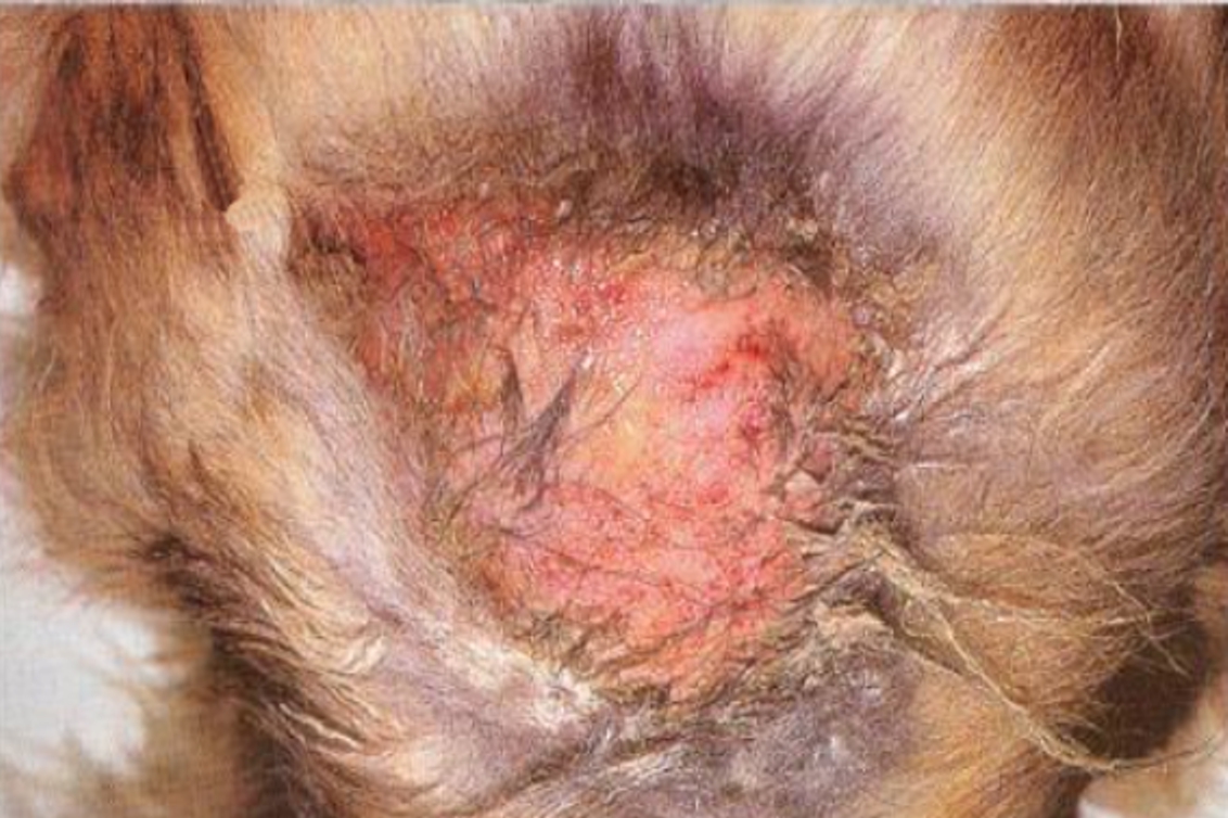 Hot Spot in the dog Special remedy against hotspots